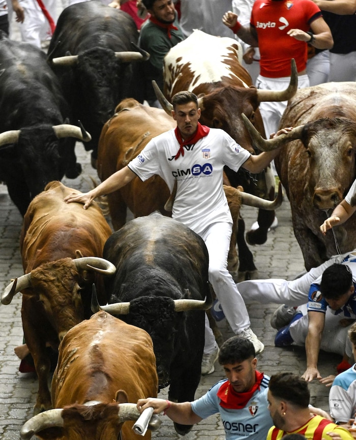 Die Stiere sind bis zu 600 Kilogramm schwer.