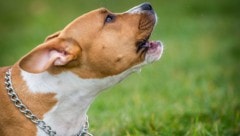 In Deutschland verletzte ein American Staffordshire Terrier das vierjährige Mädchen tödlich. 