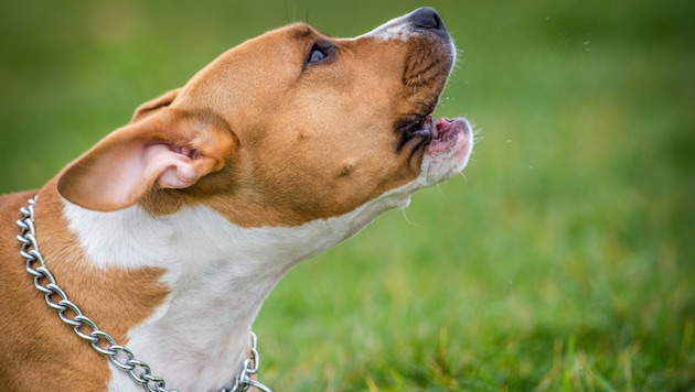 In Deutschland verletzte ein American Staffordshire Terrier das vierjährige Mädchen tödlich.