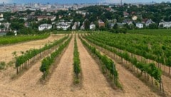 Die Trockenheit setzt vor allem den jungen Weinreben ohne tiefe Wurzeln zu. Sorten abseits vom ...