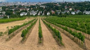 Die Trockenheit setzt vor allem den jungen Weinreben ohne tiefe Wurzeln zu. Sorten abseits vom ...