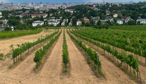 Die Trockenheit setzt vor allem den jungen Weinreben ohne tiefe Wurzeln zu. Sorten abseits vom ...