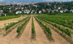 Die Trockenheit setzt vor allem den jungen Weinreben ohne tiefe Wurzeln zu. Sorten abseits vom ...