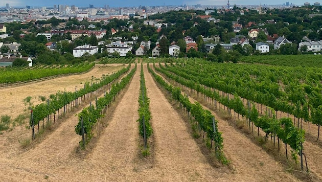 Die Trockenheit setzt vor allem den jungen Weinreben ohne tiefe Wurzeln zu. Sorten abseits vom ...