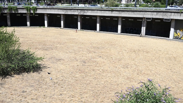 Vor allem Wien (im Bild der Votivpark) kämpft derzeit mit Trockenheit.
