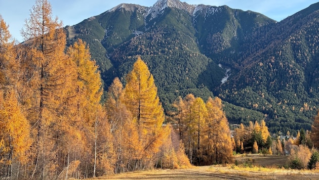 Drei Projekte zur Wiederherstellung von Larchwiesen in der Gemeinde Reith bei Seefeld wurden ...