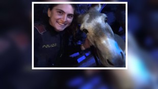 Die Polizei mit einem der entlaufenen Tiere