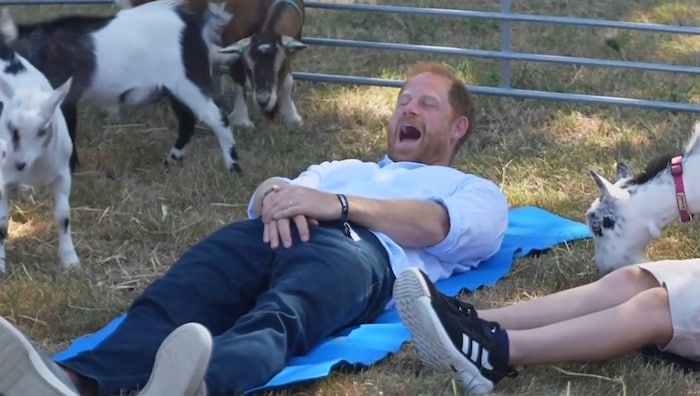 Denn bei einer der Yoga-Übungen kam es doch glatt zu einer tierischen Attacke auf seine ...