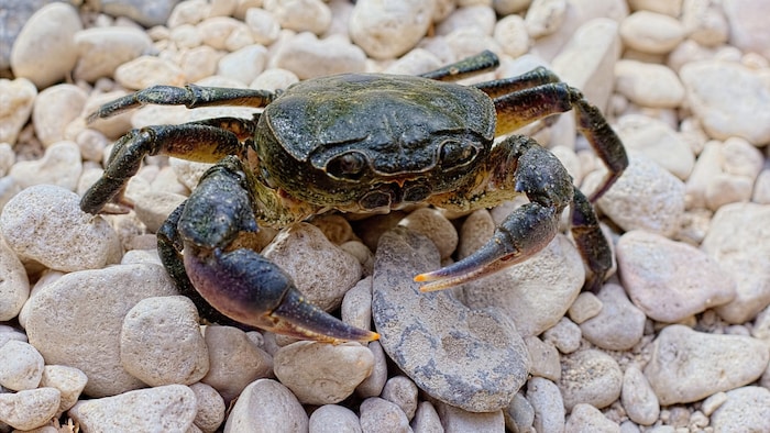 Die Gemeine Flusskrabbe (Potamon fluviatile)