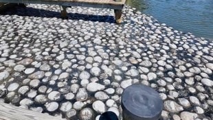 Die Anwohner beschweren sich über die stinkenden Krebs-Kadaver in Ocean City.