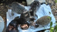 Auch ein Igel ist des öfteren Futtergast bei den Kätzchen. 