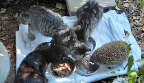 Auch ein Igel ist des öfteren Futtergast bei den Kätzchen. 