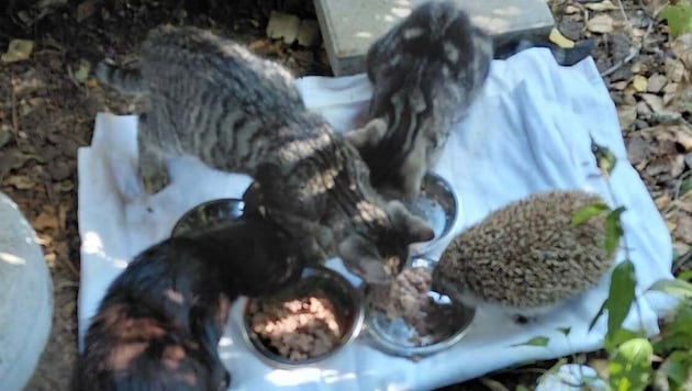 Auch ein Igel ist des öfteren Futtergast bei den Kätzchen.