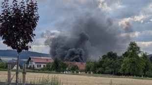 Statt nur dem Erdwespennest den Garaus zu machen, zerstörte der Pensionist eine Gartenhütte samt ...