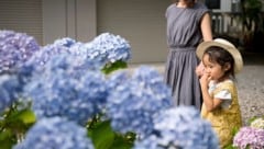 Hortensie: Die beliebte Pflanze blüht in vielen Gärten im Ländle. Dabei ist auch sie giftig.