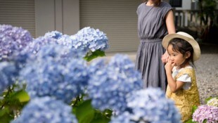 Hortensie: Die beliebte Pflanze blüht in vielen Gärten im Ländle. Dabei ist auch sie giftig.