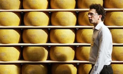 Italiens Exportschlager Parmesan: Die Hitze setzt den Produzenten allerdings zu.