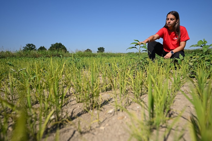 Die anhaltende Trockenheit setzt Italiens Landwirtschaft zu.