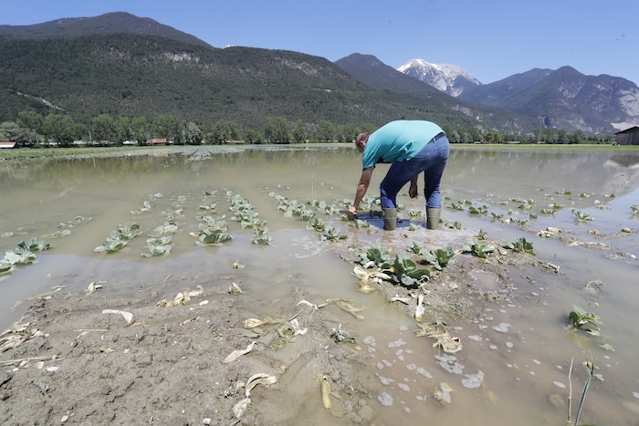 Hochwasser im Juni 2019 auf den Gemüsefeldern bei Inzing: Die Ernte auf diesem Feld wurde schwer ...