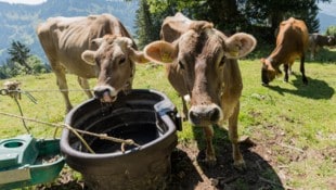 Um Kühe zu versorgen, müssen viele Almbauern täglich Wasser auf den Berg transportieren.