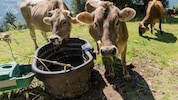 Um Kühe zu versorgen, müssen viele Almbauern täglich Wasser auf den Berg transportieren.
