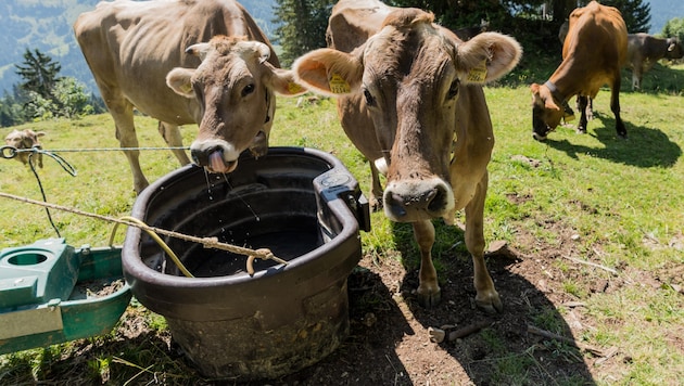 Um Kühe zu versorgen, müssen viele Almbauern täglich Wasser auf den Berg transportieren.