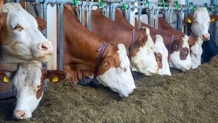 Kühe geben jetzt im Schnitt mehr Milch als noch vor zehn Jahren.