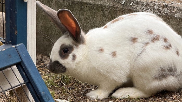 Wer sucht nach diesem Kaninchen?