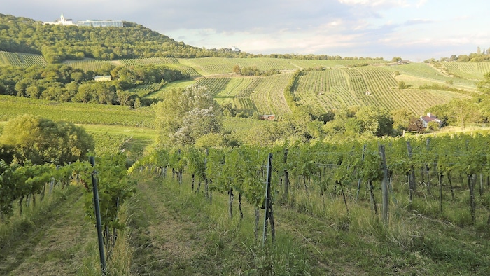 Was gehört für Sie zu Österreich? Für viele sind es auch die Weinberge und ihre Traditionen.