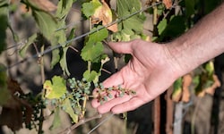 Die Trockenheit in Österreich bleibt ein Problem. In einzelnen Landesteilen war es seit 1885 ...