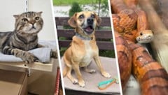 Ob Katze, Hund oder Schlange, sie alle suchen einen schönen Platz zum Leben.