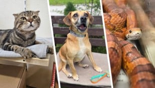Ob Katze, Hund oder Schlange, sie alle suchen einen schönen Platz zum Leben.