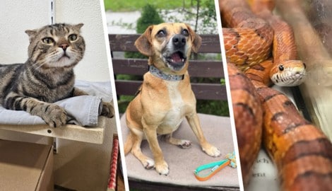 Ob Katze, Hund oder Schlange, sie alle suchen einen schönen Platz zum Leben.