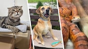 Ob Katze, Hund oder Schlange, sie alle suchen einen schönen Platz zum Leben.