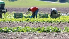 Die landwirtschaftlichen Einkommen schwanken je nach Höhe der Preise, welche die Bauern für ihre ...