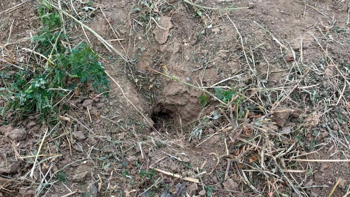 Nach dem Abernten sollen mehrere Zugänge zu möglichen Feldhamster-Bauten entdeckt worden sein.
