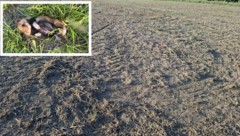 Zunächst sorgte ein toter Feldhamster für Wirbel (kl. Bild), nun wurden laut der IG Kremserberg ...