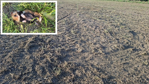 Zunächst sorgte ein toter Feldhamster für Wirbel (kl. Bild), nun wurden laut der IG Kremserberg ...
