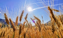 Nicht nur die Temperaturen sorgen für einen heißen Sommer, sondern auch die Herausforderungen in ...