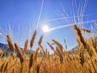 Nicht nur die Temperaturen sorgen für einen heißen Sommer, sondern auch die Herausforderungen in ...