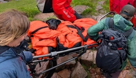Weggeworfenes Cannabis wurde für die 25 Kilogramm schwere Hündin fast zur Todesfalle.