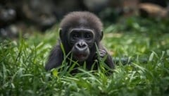 Uganda Safari: Gorilla Trekking im Bwindi Nationalpark ist das Highlight jeder Rundreise durch ...