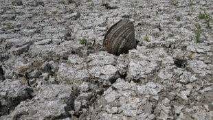 Eine Muschel in einem ausgetrockneten Flussbett an der March