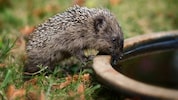 Gewässer und Tränken sind im urbanen Raum überlebenswichtig, besonders in trockenen Phasen.