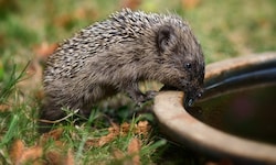 Gewässer und Tränken sind im urbanen Raum überlebenswichtig, besonders in trockenen Phasen.