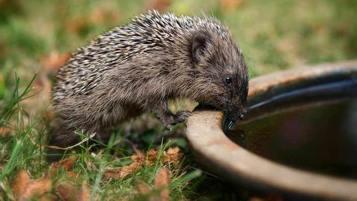 Auch Igel sind sogar tagsüber zu sehen, der Durst treibt sie hinaus