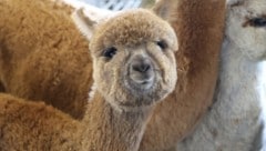 So süß sind Alpakas: Ein Paar aus dem Bezirk Rohrbach (OÖ) behandelte sechs Tiere so schlecht, ...