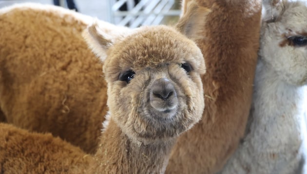 So süß sind Alpakas: Ein Paar aus dem Bezirk Rohrbach (OÖ) behandelte sechs Tiere so schlecht, ...
