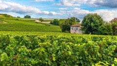 Frankreich ist bekannt für seine vorzüglichen Weine, unter anderem aus der Region Bordeaux im ...