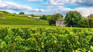 Frankreich ist bekannt für seine vorzüglichen Weine, unter anderem aus der Region Bordeaux im ...